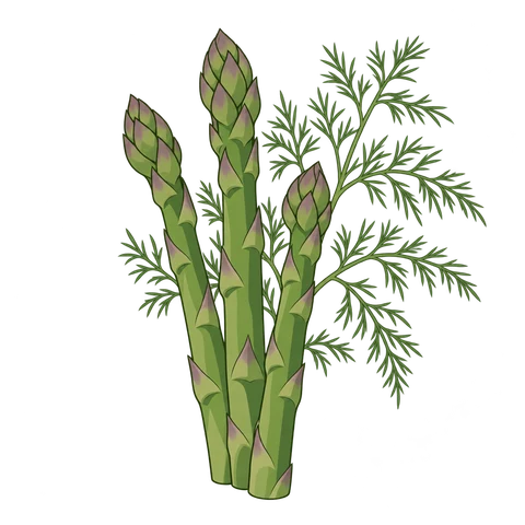 Asparagus illustration