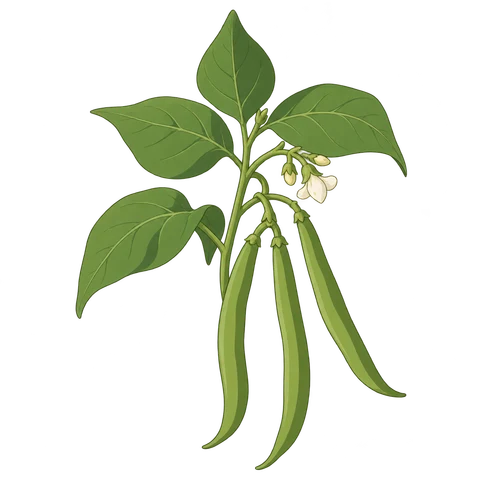 Green bean illustration