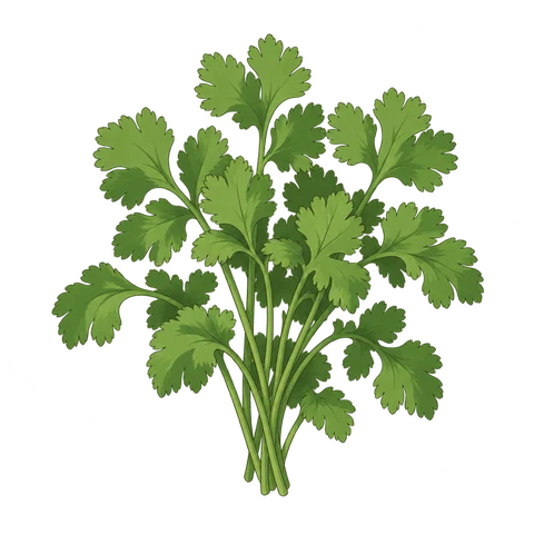 Cilantro illustration