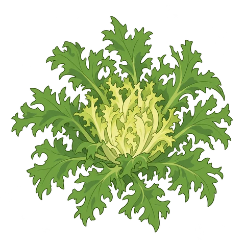 Curly endive illustration