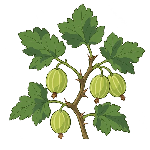 Gooseberry illustration