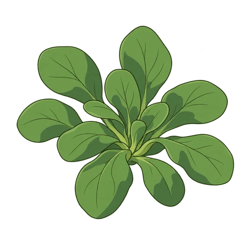 Lamb's lettuce illustration