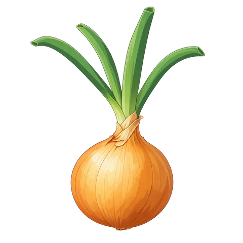 Onion illustration