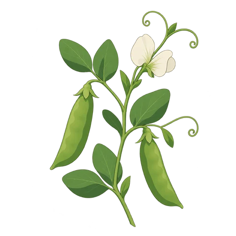 Pea illustration