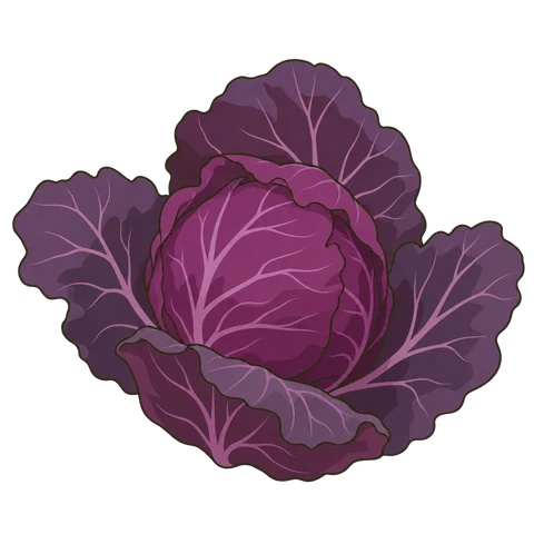 Red cabbage illustration