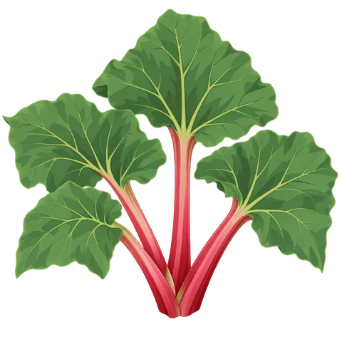 Rhubarb illustration