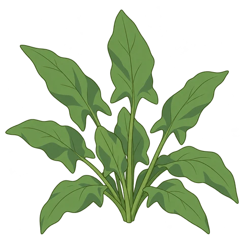 Sorrel illustration
