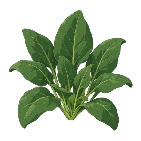 Spinach illustration