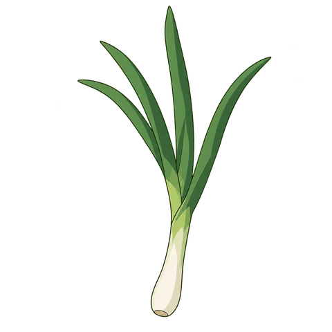 Spring onion illustration